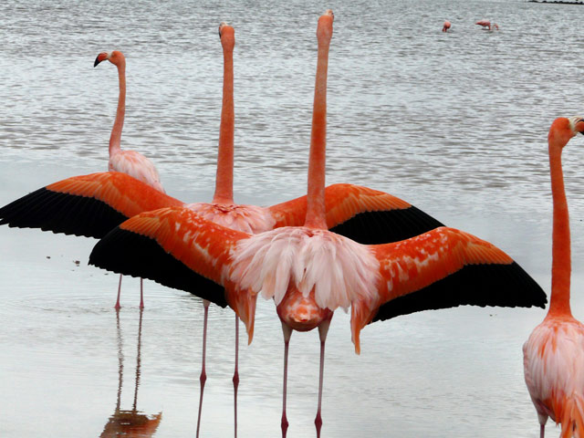 Flamingos Spreading Wings