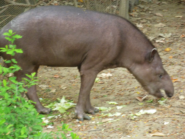 Tapir at the Historical Parque